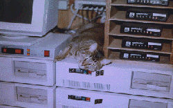 Baby the cat sleeping on top of warm computer equipment